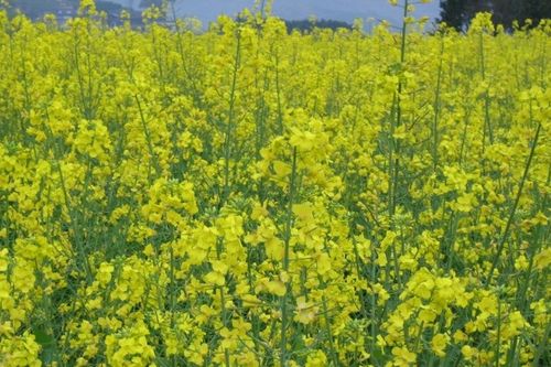 關(guān)于菜花的詩(shī)句有哪些