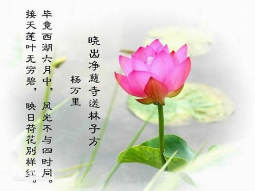 關(guān)于蓮的1句詩(shī)句