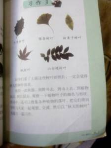 怎么寫(xiě)關(guān)于樹(shù)葉的作文開(kāi)頭怎么寫(xiě)