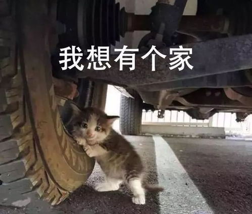 寫喜歡貓作文的開頭