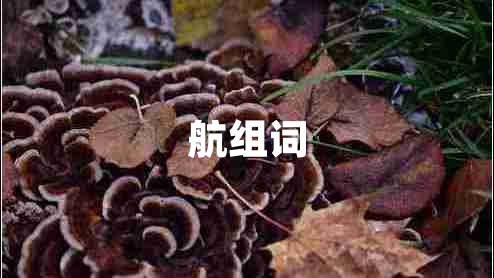 航組詞