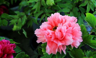 牡丹花,作文,描寫,校園