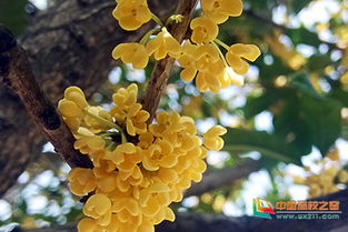 校園桂花開(kāi)了一段話,校園桂花開(kāi)讀后感,校園桂花開(kāi)了