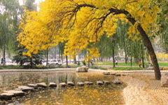 開滿丁香花的校園400字作文六年級,開滿丁香花的校園500字作文,開滿丁香花的校園400字淘氣包張明