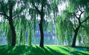 春天校園里的柳樹的作文