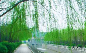 作文,柳樹,校園里,春天