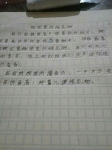 紫荊樹(shù)的作文怎么寫(xiě),寫(xiě)紫荊樹(shù)的作文,洋紫荊樹(shù)作文