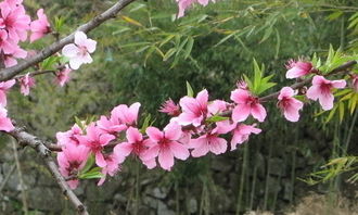 校園桃花樹(shù)作文三級