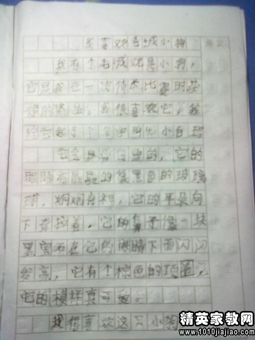 游覽美麗的校園作文300字作文