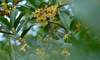校園里的桂花四級作文