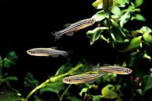 養斑馬魚(yú)的注意事項,斑馬魚(yú)繁殖注意事項,斑馬魚(yú)孵化注意事項