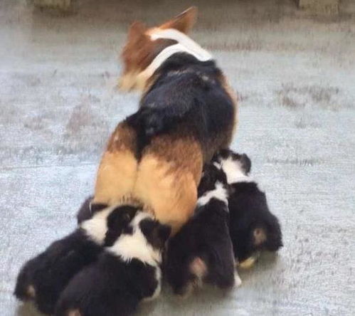 犬舍買(mǎi)狗注意事項