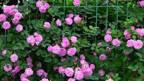 室內種植薔薇方法和注意事項