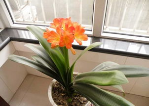 君子蘭,開(kāi)花,注意事項