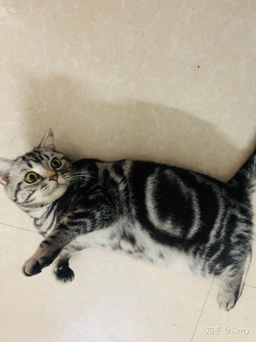 美短飼養注意事項