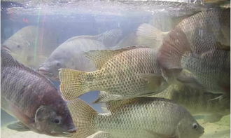 羅非魚(yú),注意事項(xiàng)