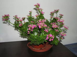 長(cháng)壽,注意事項,花換盆后