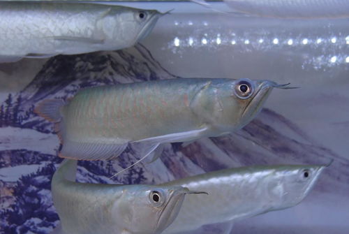 觀(guān)賞魚(yú),注意事項,中華鱘