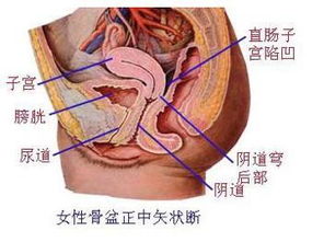 盆腔積液檢查前注意事項,盆腔積液的注意事項,盆腔積液術(shù)后注意事項