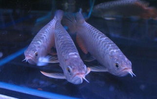 快遞龍魚(yú)注意事項