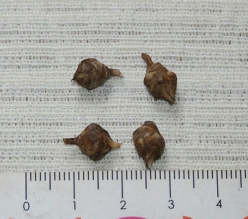 小仙女的養殖方法和注意事項大全,小仙女的養殖方法和注意事項注意溫度,小仙女花的養殖方法和注意事項