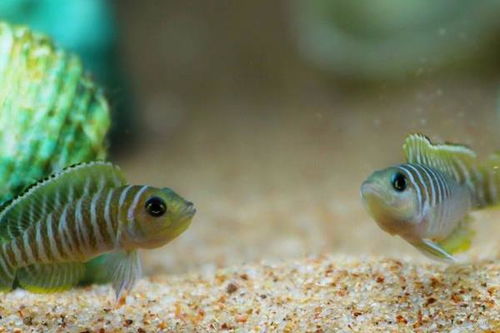 養馬鯛魚(yú)的注意事項