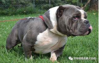 養(yǎng)惡霸犬的注意事項(xiàng),養(yǎng)泰迪狗注意事項(xiàng),養(yǎng)奶狗注意事項(xiàng)