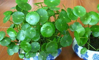 養銅錢(qián)草注意事項