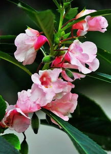鳳仙花的養殖方法和注意事項