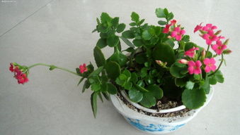 長(cháng)壽花換盆的注意事項,長(cháng)壽花冬季換盆注意事項,長(cháng)壽花春季換盆注意事項