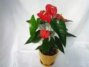 怎樣養(yǎng)紅掌應該注意什么,紅掌的養(yǎng)殖方法和注意事項有哪些的養(yǎng)殖方法和注意事項,水培紅掌的養(yǎng)殖方法和注意事項有哪些