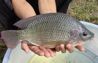 釣羅非魚(yú)注意事項(xiàng)