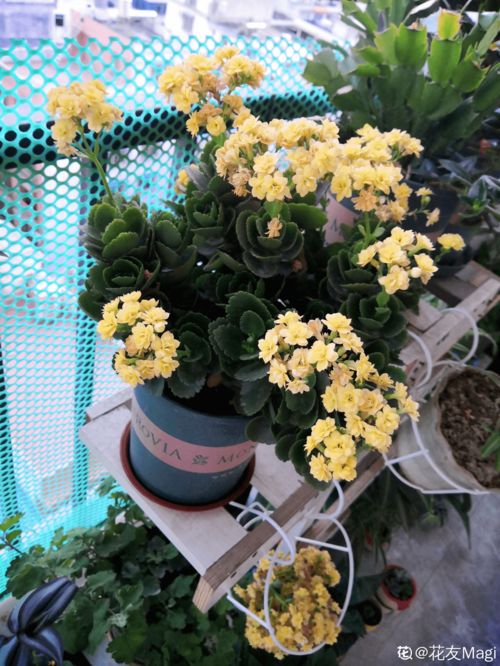 長(cháng)壽花換盆后注意事項