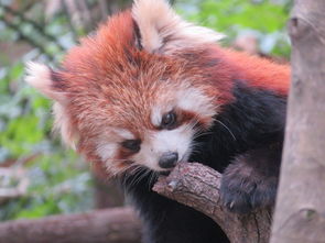 去杭州動(dòng)物園注意事項