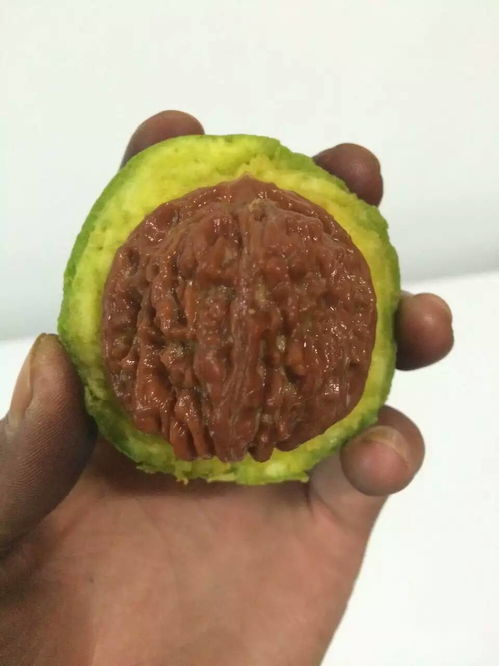 青皮核桃文玩注意事項