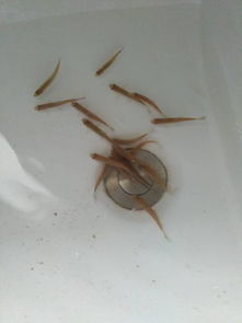 金魚(yú)卵怎么孵化注意事項,金魚(yú)孵化后的注意事項,白玉蝸牛卵孵化注意事項
