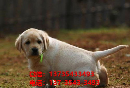 注意事項,犬舍,買(mǎi)狗