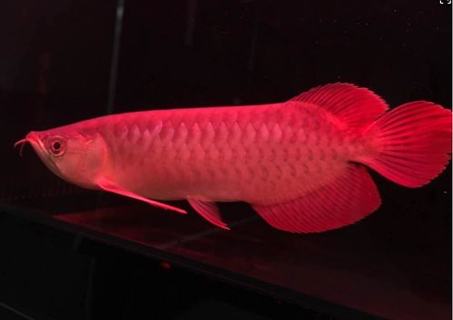 注意事項,快遞,龍魚(yú)