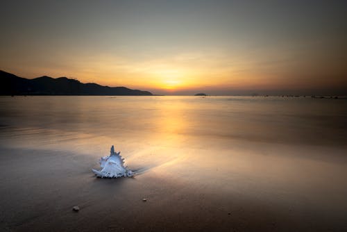 五年級童話(huà)寓言作文老虎的親情