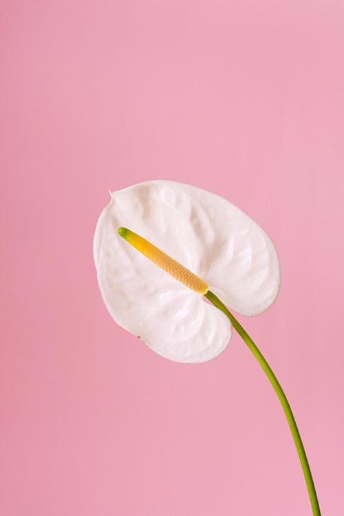 老婆我愛(ài)你的經(jīng)典語(yǔ)錄520對老婆說(shuō)的愛(ài)情語(yǔ)錄
