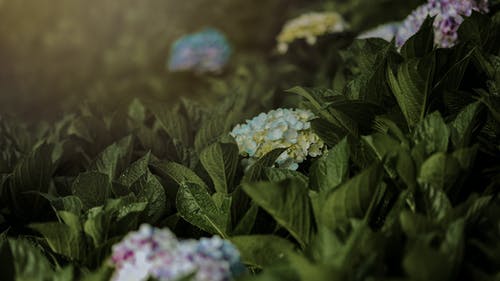 護花危情經(jīng)典臺詞