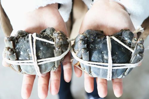 螃蟹幾乎年年火爆，為什么今年卻滯銷了？