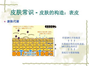 皮膚分成基礎知識