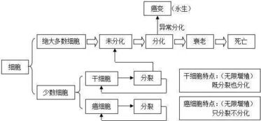 模具結構基礎知識,皮膚結構基礎知識,紙尿褲的結構及基礎知識
