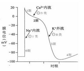 心律失常基礎知識知多少