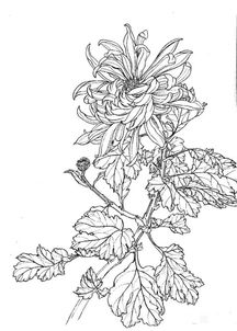 線(xiàn)描畫(huà)法基礎知識