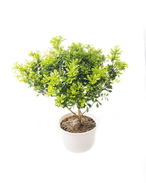 綠植生長(cháng)的基礎知識