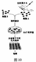 動(dòng)物細胞的基礎知識