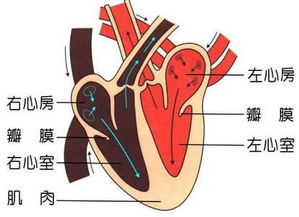 葉冬外科基礎(chǔ)知識
