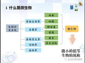 食品微生物檢驗基礎知識,食品微生物基礎知識試題,食品檢測基礎知識題庫